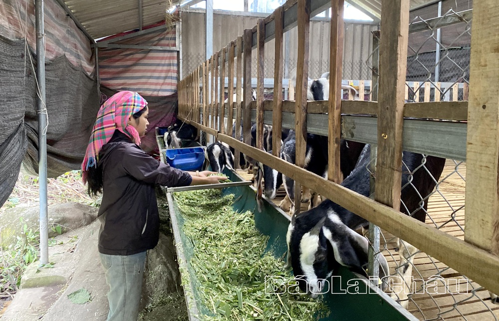Gia đình chị Nùng Thị Kim ở bản Trung tâm (xã Hố Mít) phát triển mô hình chăn nuôi dê để tăng thêm thu nhập, vươn lên làm giàu